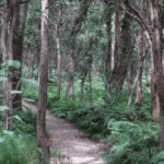 Indigiscapes in the Redlands read for a controlled burn