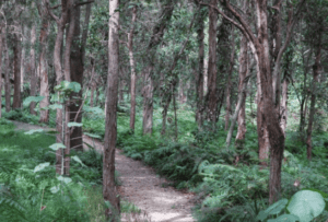 Indigiscapes in the Redlands read for a controlled burn