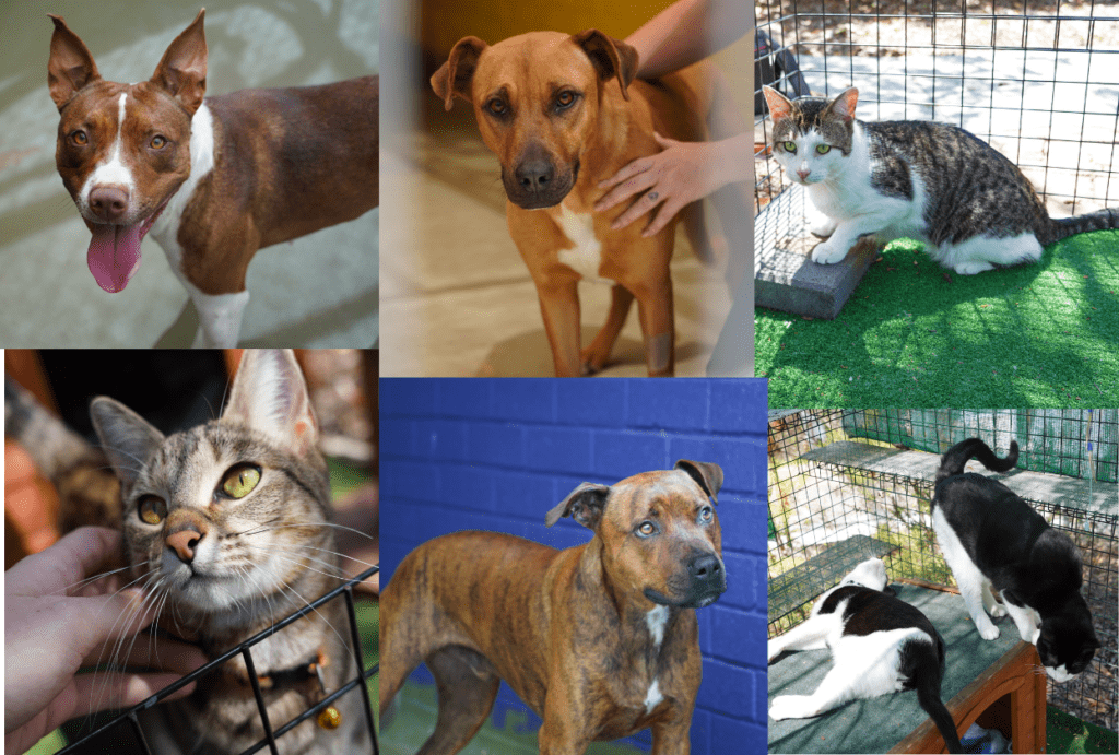 Discover Your ‘Fur-Ever’ Friend at Redland Animal Shelter this Long Weekend!