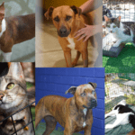 Discover Your ‘Fur-Ever’ Friend at Redland Animal Shelter this Long Weekend!