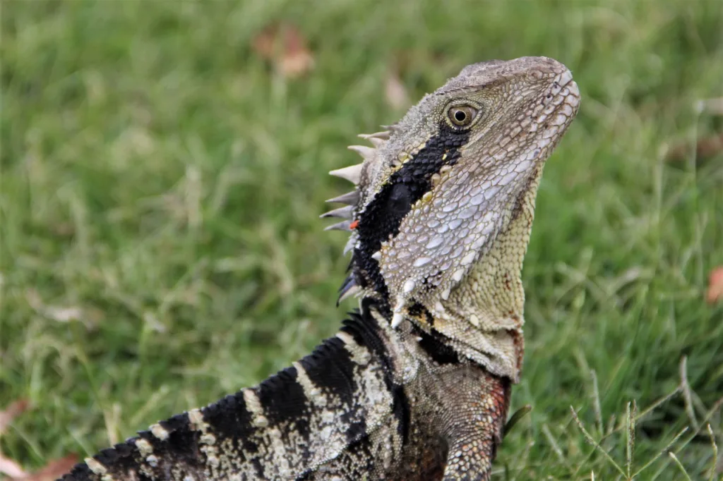 Fatal Fungal Skin Disease Spreading Among Redlands Coast Reptiles