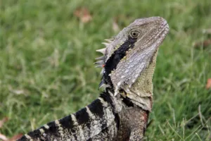 Fatal Fungal Skin Disease Spreading Among Redlands Coast Reptiles