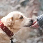 Redland Council Proposes Stronger Dog Laws in Response to Queensland Review