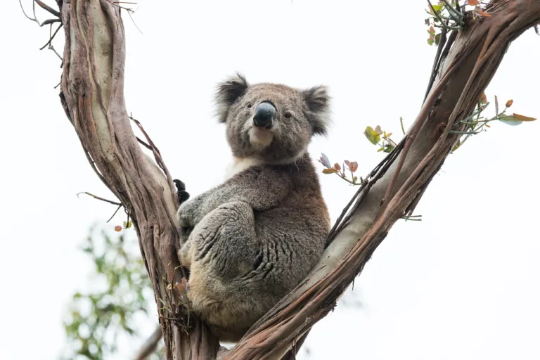 Koala-Proof Fencing Installed at Birkdale Community Precinct