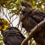 Sowing Seeds of Conservation: Redland City's Glossy Black-Cockatoo Planting Event