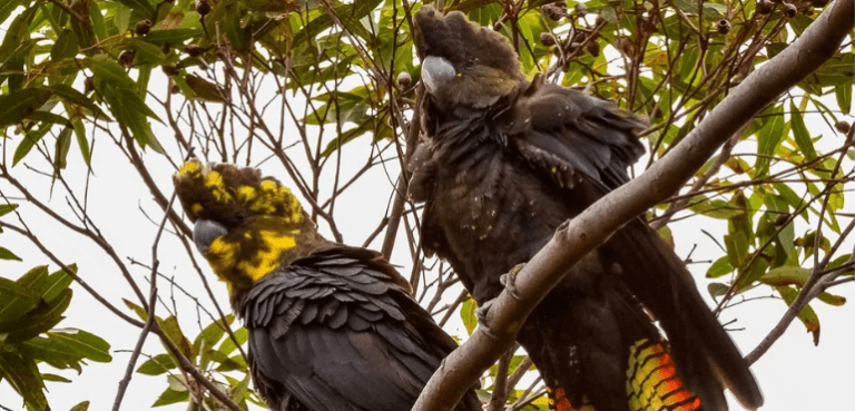 Sowing Seeds of Conservation: Redland City's Glossy Black-Cockatoo Planting Event