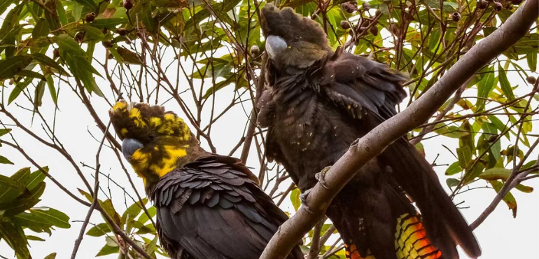 Sowing Seeds of Conservation: Redland City's Glossy Black-Cockatoo Planting Event