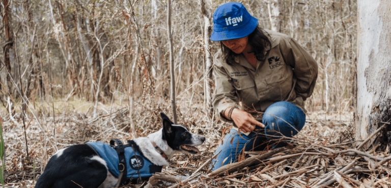 The Power of Koala Detectives: Redland's Canine Conservation Heroes