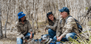 Transforming Koala Conservation: UniSC's Innovations in Protecting Australia's Treasured Species