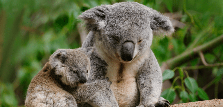 Unveiling a $20 Million Wildlife Hospital and Centre of Excellence in Partnership with RSPCA Queensland