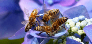 Redlands Coast Celebrates the Vitality of Busy Bs during Australian Pollinator Week