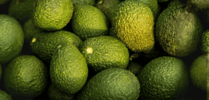Australian Avocado Export Initiative: Cultivating Opportunities for Redland City