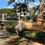 Iconic Poinciana Succumbs to Decay: A Loss for Cleveland's Landscape