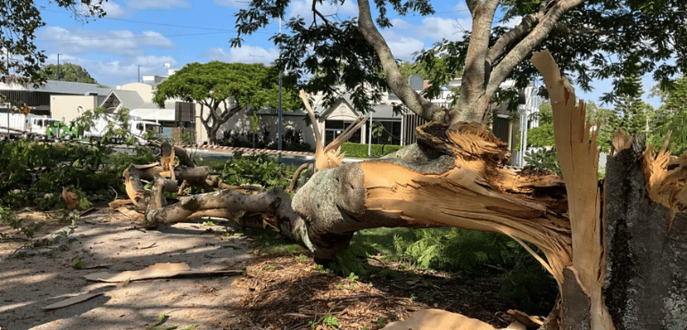 Iconic Poinciana Succumbs to Decay: A Loss for Cleveland's Landscape