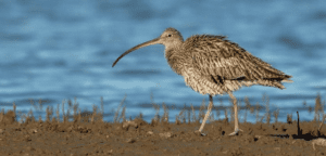 World Curlew Day