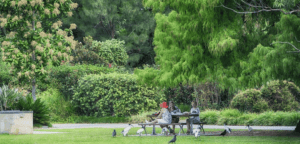 Urban Green Spaces' Surprising Impact