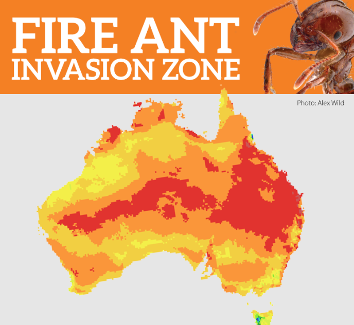 https://invasives.org.au/media-releases/its-dangerous-misinformation-risks-further-fire-ant-spread/