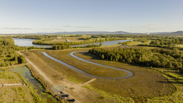 Shoreline Mangrove Wetlands