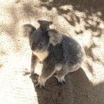 https://news.griffith.edu.au/2026/03/03/ai-technology-detects-real-time-koala-crossing-in-first-for-field/