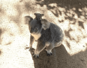 https://news.griffith.edu.au/2026/03/03/ai-technology-detects-real-time-koala-crossing-in-first-for-field/
