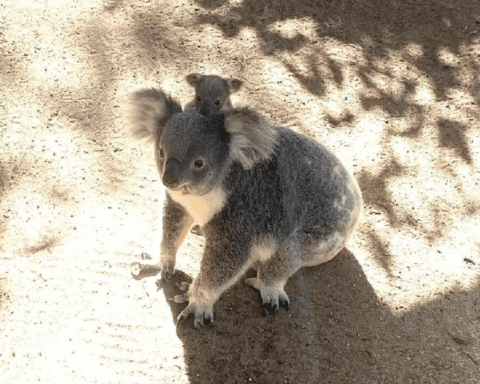 https://news.griffith.edu.au/2026/03/03/ai-technology-detects-real-time-koala-crossing-in-first-for-field/