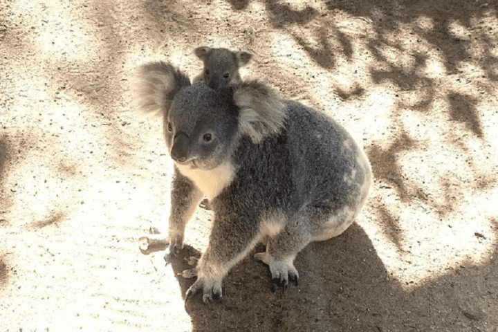 https://news.griffith.edu.au/2026/03/03/ai-technology-detects-real-time-koala-crossing-in-first-for-field/