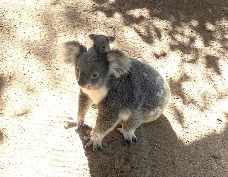 https://news.griffith.edu.au/2026/03/03/ai-technology-detects-real-time-koala-crossing-in-first-for-field/