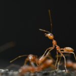https://www.pexels.com/photo/extreme-close-up-of-red-ants-17977833/