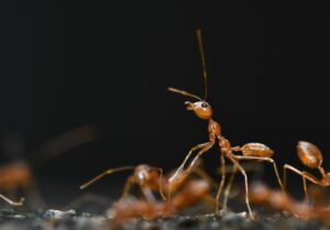 https://www.pexels.com/photo/extreme-close-up-of-red-ants-17977833/