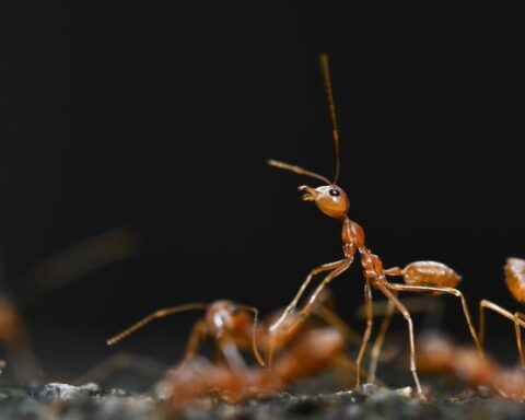 https://www.pexels.com/photo/extreme-close-up-of-red-ants-17977833/
