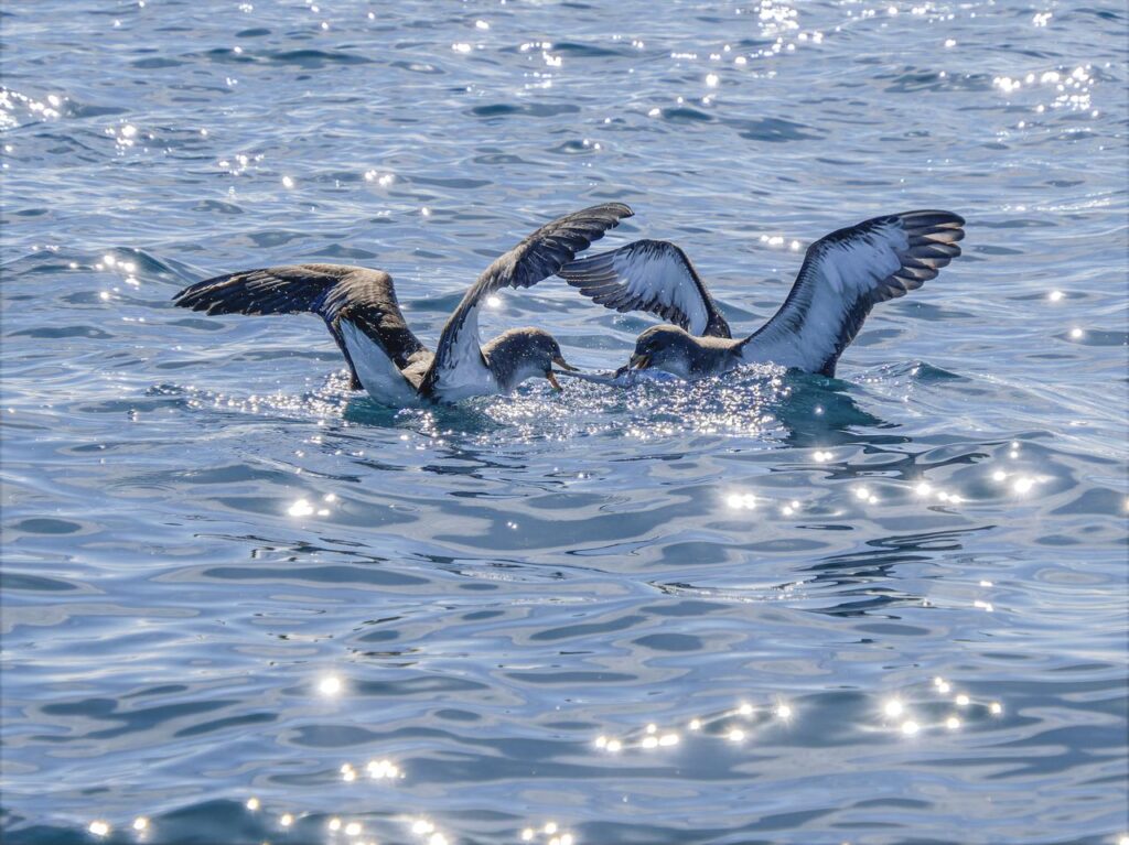 : https://www.pexels.com/photo/seabirds-gliding-over-sparkling-ocean-waters-34854375/