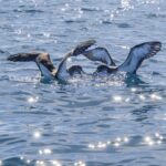 : https://www.pexels.com/photo/seabirds-gliding-over-sparkling-ocean-waters-34854375/