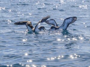 : https://www.pexels.com/photo/seabirds-gliding-over-sparkling-ocean-waters-34854375/