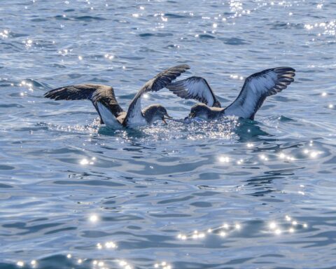 : https://www.pexels.com/photo/seabirds-gliding-over-sparkling-ocean-waters-34854375/