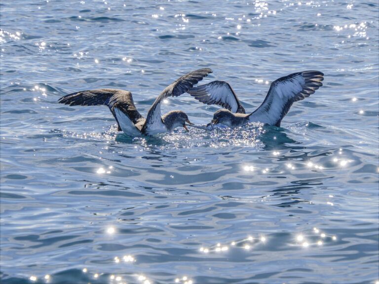 : https://www.pexels.com/photo/seabirds-gliding-over-sparkling-ocean-waters-34854375/