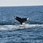 : https://www.pexels.com/photo/photo-of-a-whale-tail-in-the-ocean-14834819/