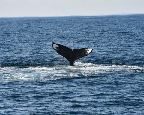 : https://www.pexels.com/photo/photo-of-a-whale-tail-in-the-ocean-14834819/