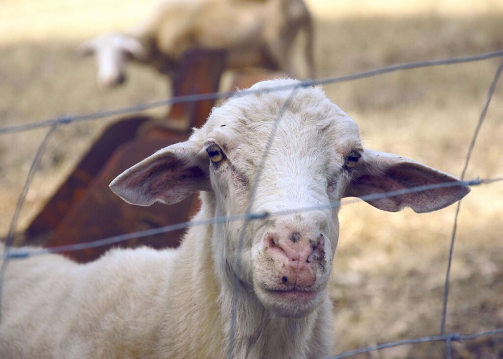 Photo by Maria Ilaria Piras from Pexels: https://www.pexels.com/photo/white-calf-122587/