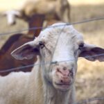 Photo by Maria Ilaria Piras from Pexels: https://www.pexels.com/photo/white-calf-122587/