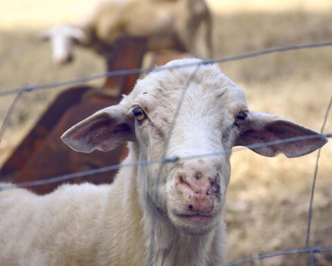 Photo by Maria Ilaria Piras from Pexels: https://www.pexels.com/photo/white-calf-122587/