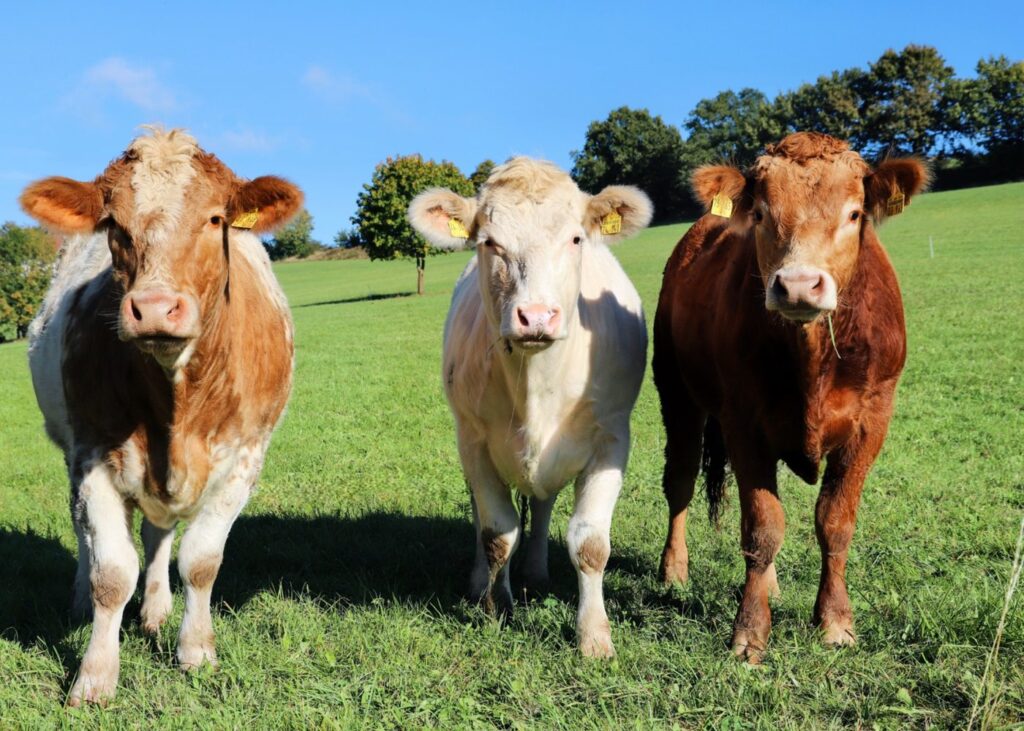 https://www.pexels.com/photo/three-cows-grazing-in-a-sunny-meadow-28804645/