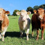 https://www.pexels.com/photo/three-cows-grazing-in-a-sunny-meadow-28804645/