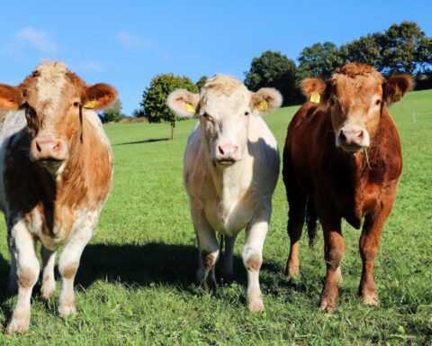 https://www.pexels.com/photo/three-cows-grazing-in-a-sunny-meadow-28804645/